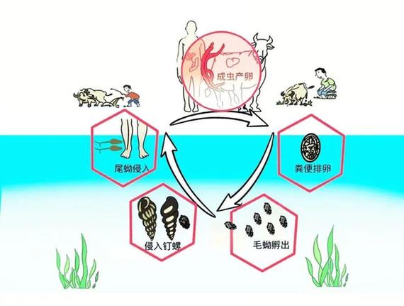 接触10秒即可感染 汛期当心这种病