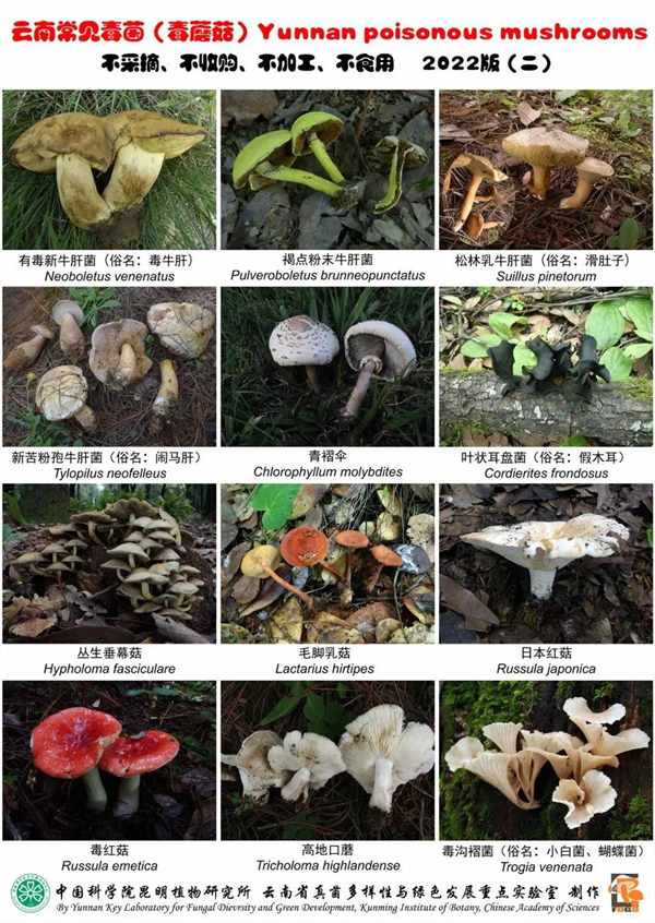 误食菌子中毒不止会致幻 别让美味变危险